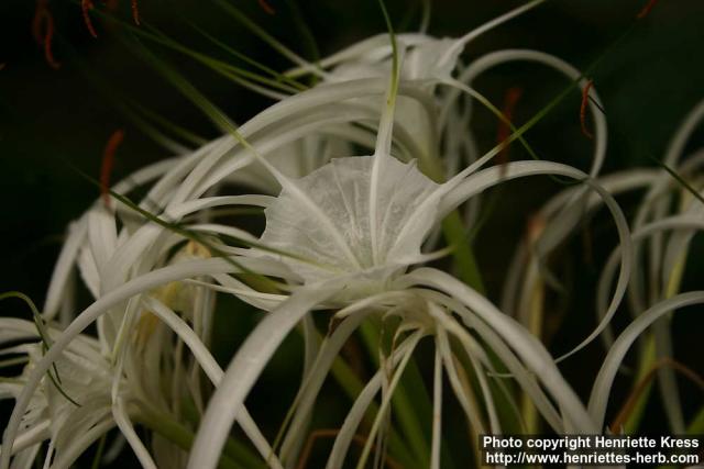 Photo: Hymenocallis littoralis 1.