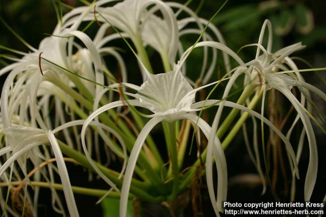 Photo: Hymenocallis littoralis 2.