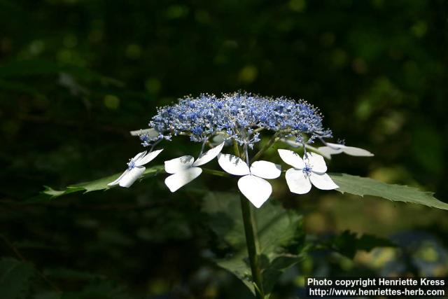 Photo: Hydrangea serrata 2.