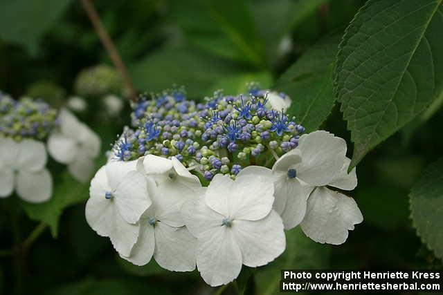 Photo: Hydrangea aspera 1.