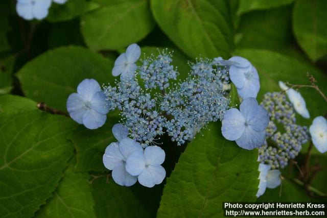 Photo: Hydrangea macrophylla 1.