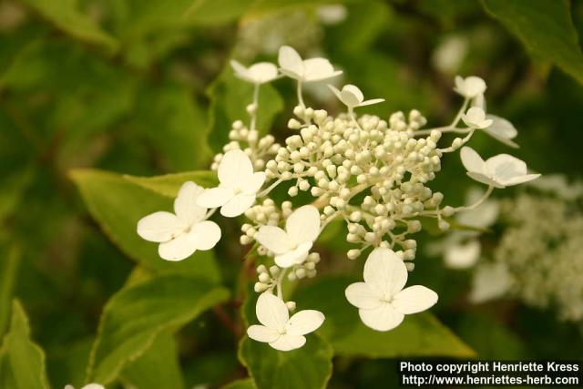 Photo: Hydrangea paniculata 6.