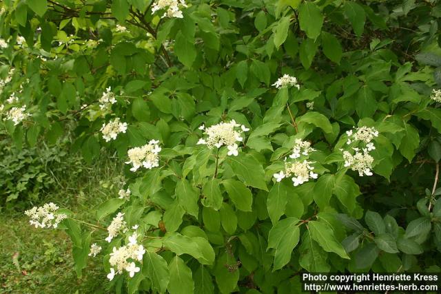 Photo: Hydrangea paniculata 7.