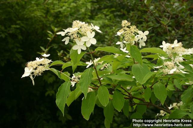 Photo: Hydrangea paniculata 9.