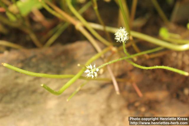 Photo: Hydrocotyle verticillata 2.