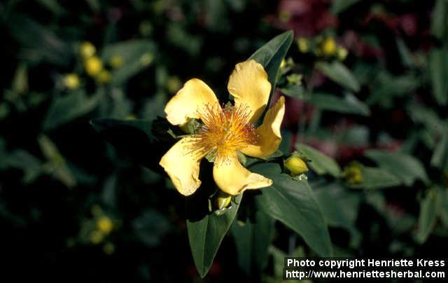 Photo: Hypericum ascyron 1.