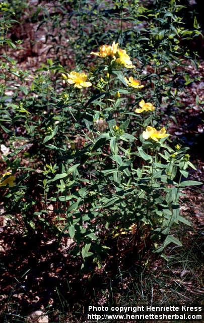 Photo: Hypericum ascyron.