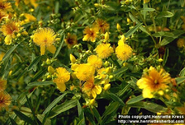 Photo: Hypericum kalmianum 1.