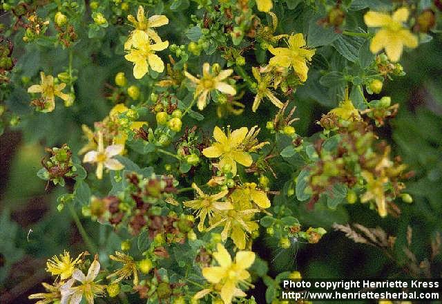 Photo: Hypericum perforatum 2.