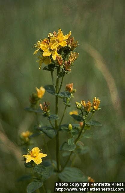 Photo: Hypericum perforatum.