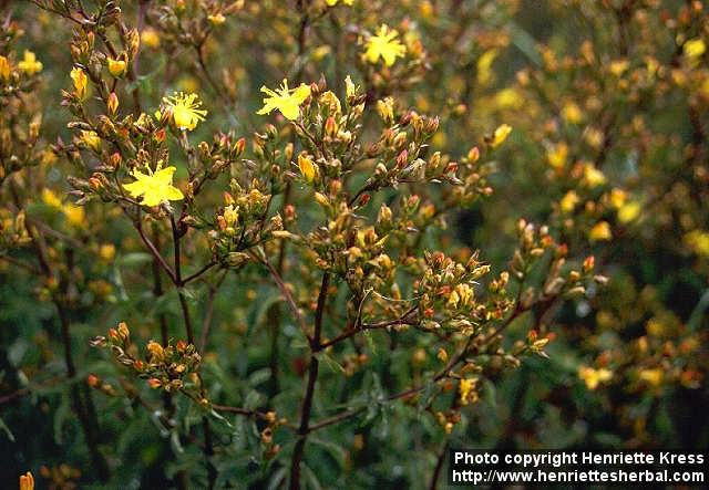 Photo: Hypericum undulatum 1.