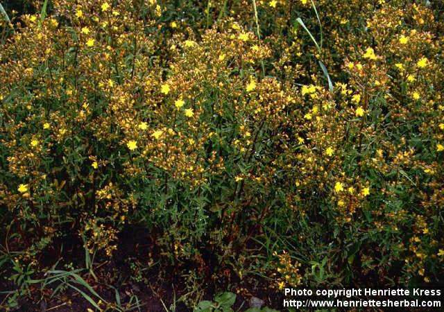 Photo: Hypericum undulatum.