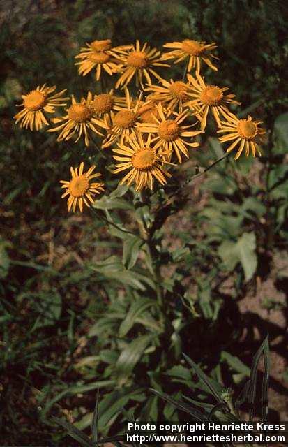 Photo: Hymenoxys hoopesii 2.