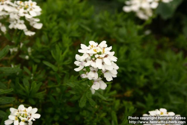 Photo: Iberis sempervirens 2.