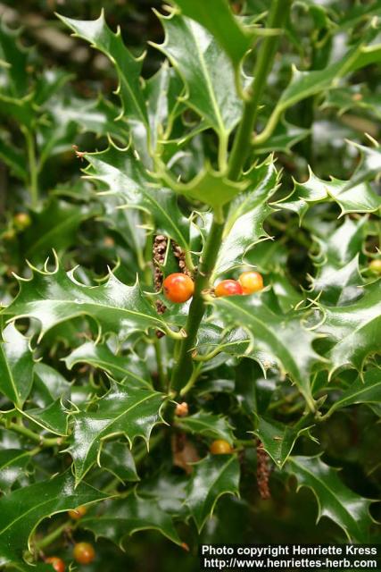 Photo: Ilex aquifolium 4.