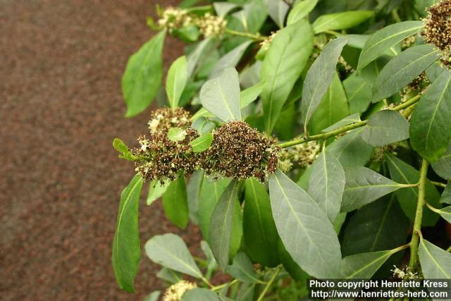 Photo: Ilex paraguariensis 2.