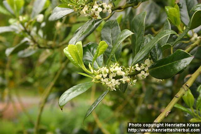 Photo: Ilex aquifolium 7.