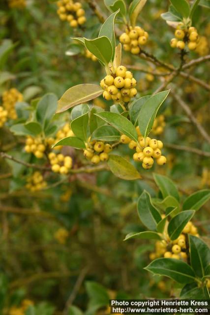 Photo: Ilex aquifolium 8.