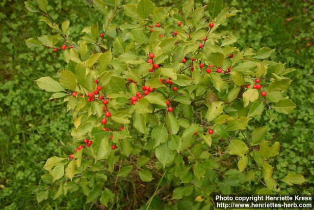 Photo: Ilex verticillata.