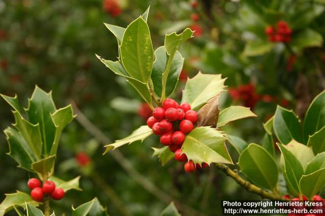 Photo: Ilex aquifolium 12.