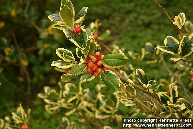 Photo: Ilex aquifolium 14.