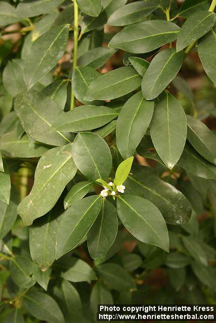 Photo: Ilex canariensis 1.