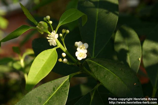 Photo: Ilex canariensis 2.