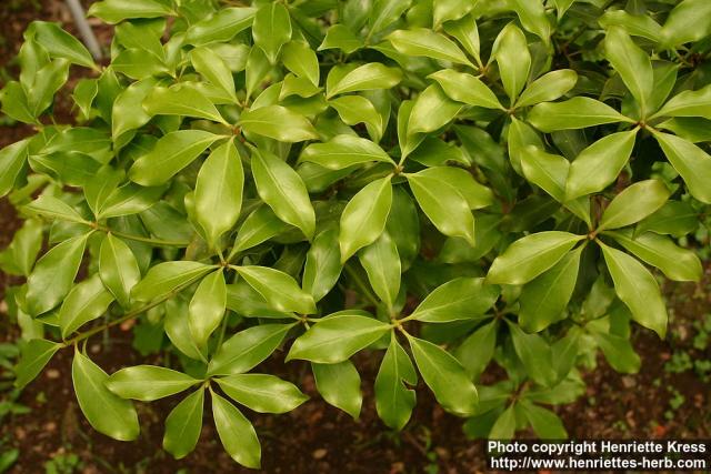 Photo: Illicium anisatum 3.