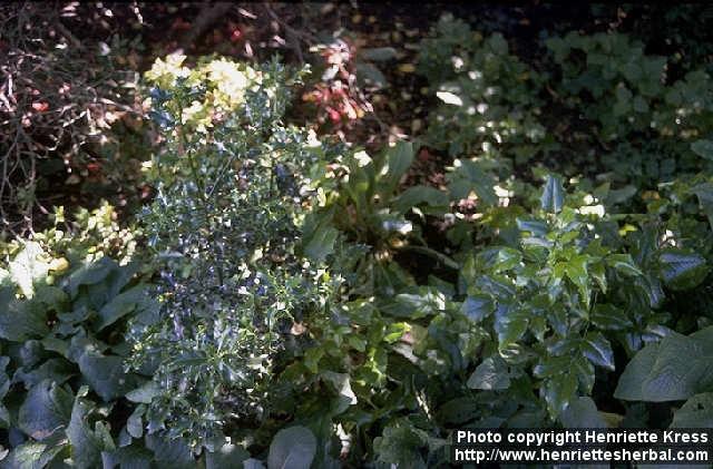 Photo: Ilex aquifolium.