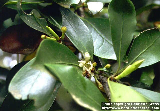 Photo: Illicium anisatum 1.