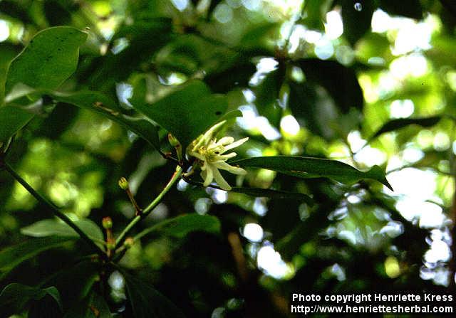 Photo: Illicium verum 1.