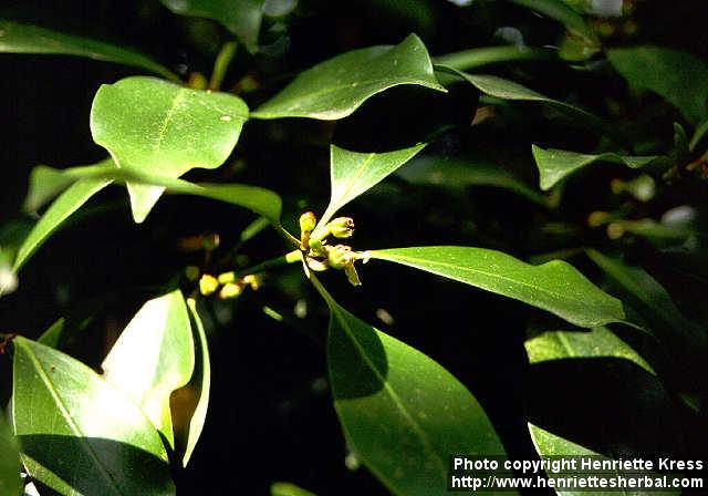 Photo: Illicium verum 2.