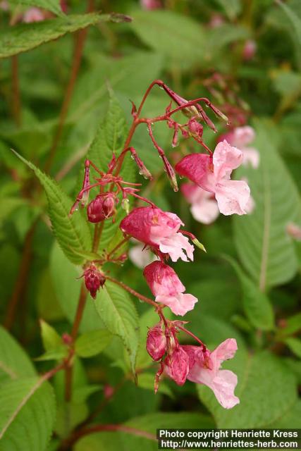 Photo: Impatiens glandulifera 11.