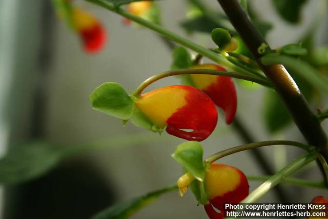 Photo: Impatiens niamniamensis 1.