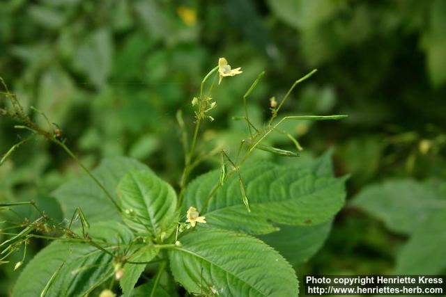 Photo: Impatiens parviflora 4.