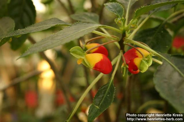 Photo: Impatiens niamniamensis 2.