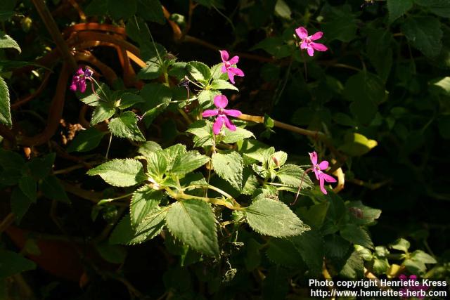 Photo: Impatiens zombensis 1.