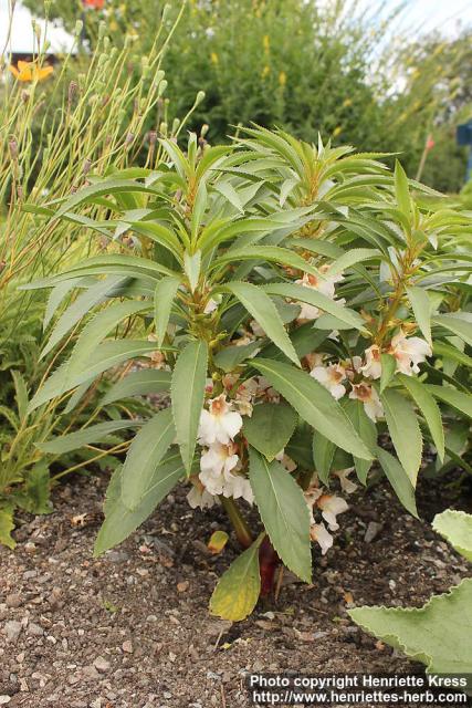 Photo: Impatiens balsamina 2.