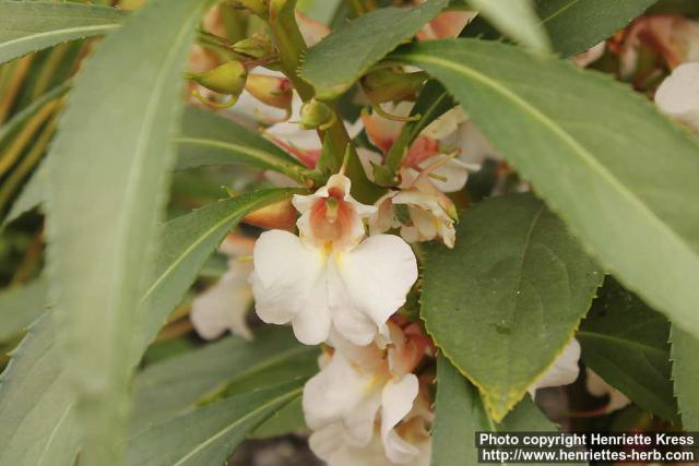 Photo: Impatiens balsamina 3.