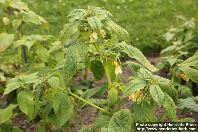 Photo: Impatiens scabrida 0.