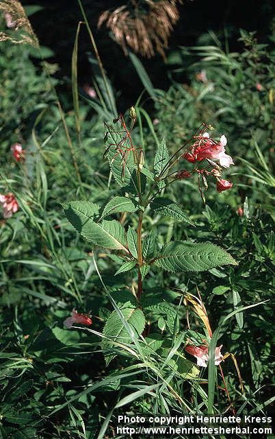 Photo: Impatiens glandulifera 3.