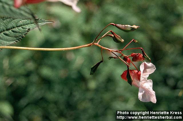 Photo: Impatiens glandulifera 4.