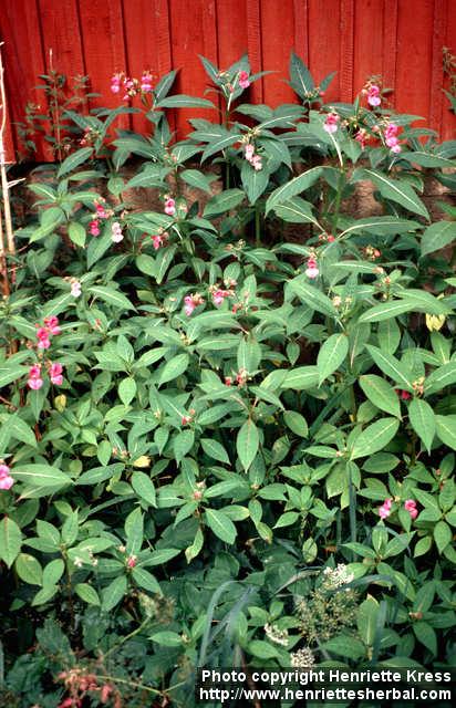 Photo: Impatiens glandulifera 5.