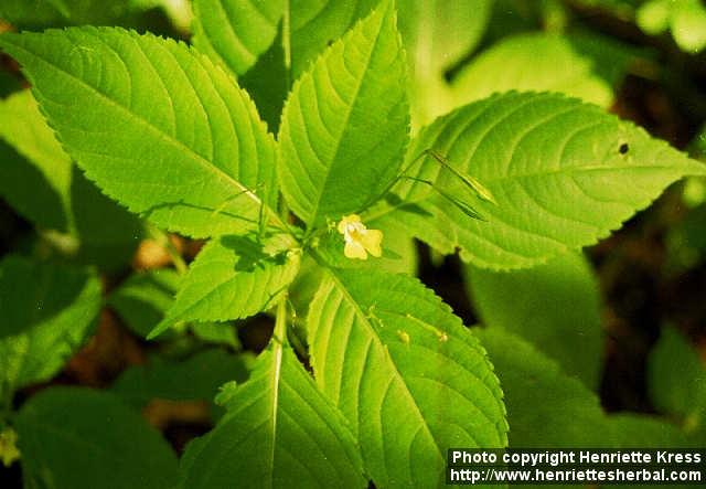 Photo: Impatiens parviflora 1.