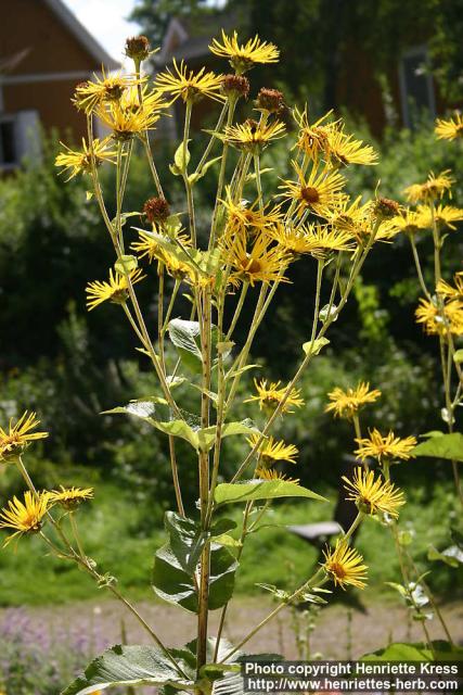 Photo: Inula helenium 15.