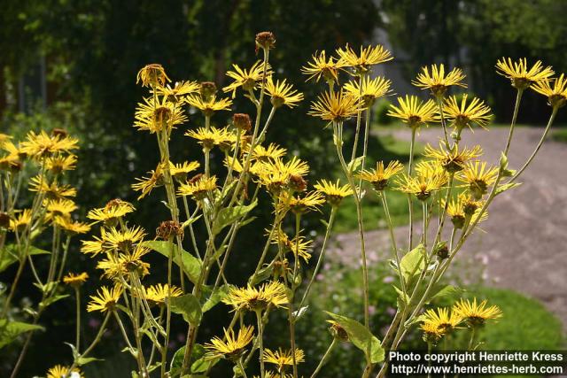 Photo: Inula helenium 13.