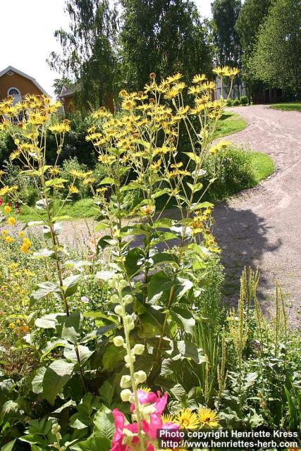 Photo: Inula helenium 14.