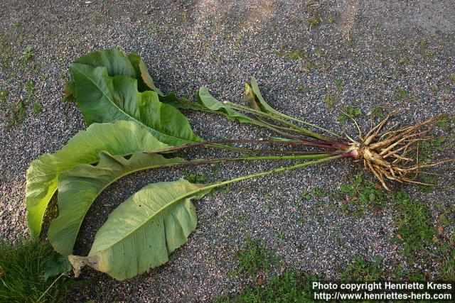 Photo: Inula helenium 18.