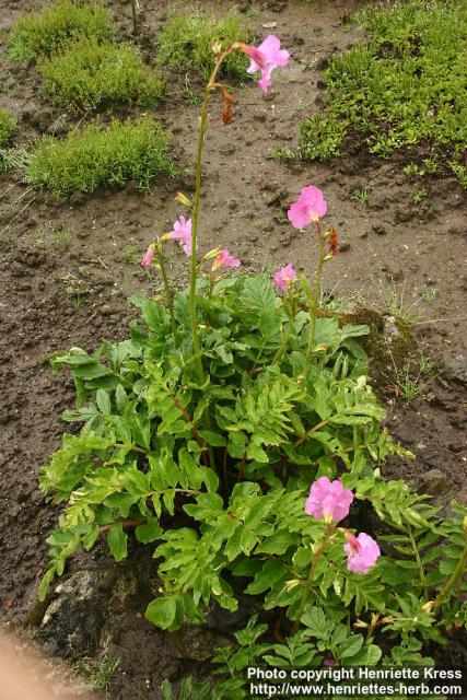 Photo: Incarvillea delavayi.