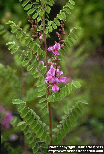 Photo: Indigofera heterantha 1.